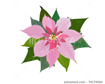 Princesitia 70570884