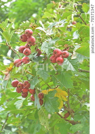 樹木和Omisanzashi玫瑰家庭 樹木和Omisanzashi玫瑰家庭 70571347