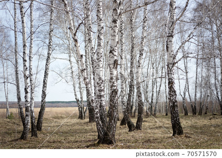 birch forest 70571570