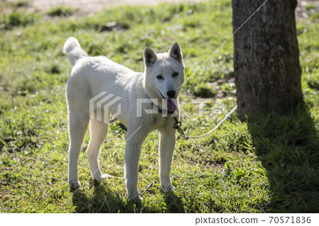 White dog wearing a dog collar White dog wearing a dog collar 70571836