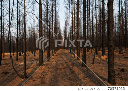 After the Bushfire After the Bushfire 70571913