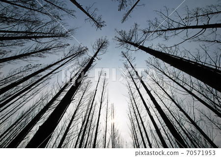 After the Bushfire After the Bushfire 70571953