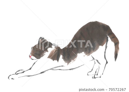 Cat  70572267