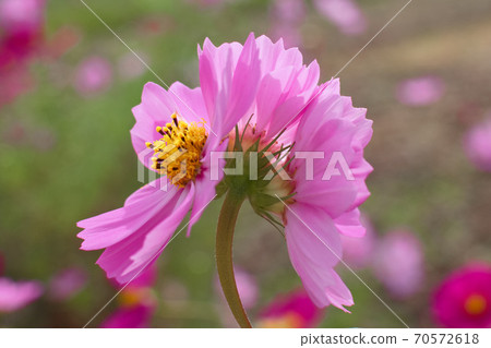 宇宙突變 70572618