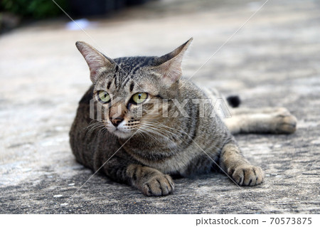 Striped cat lying down on the concrete ground. 70573875
