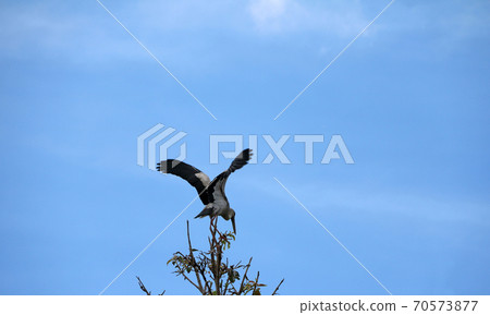 A flock of open billed stork bird perch and winged at the tree on blue sky 70573877