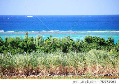 甘蔗田和海 甘蔗田和海 70573963