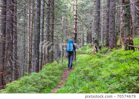 Hike in the forest Hike in the forest 70574679