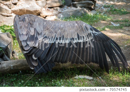 A large bird of prey spread its huge wing. The vulture shows a wingspan. Large grey feathers. Wing. Gray shade. A large bird of prey spread its huge wing. The vulture shows a wingspan. Large grey feathers. Wing. Gray shade. 70574745