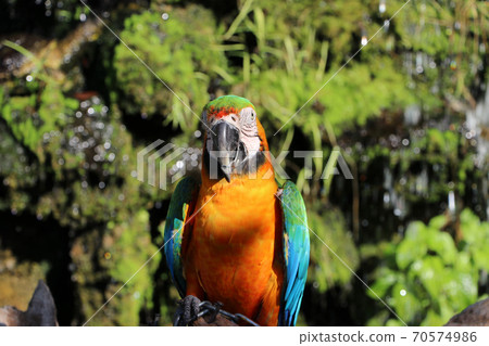 Macaw bird perched on the dry timber with nature background. It is a large long-tailed parrot Macaw bird perched on the dry timber with nature background. It is a large long-tailed parrot 70574986