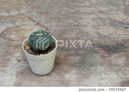 Mini cactus in the white small pot on the wooden floor. It is a succulent plant with a thick Mini cactus in the white small pot on the wooden floor. It is a succulent plant with a thick 70574987