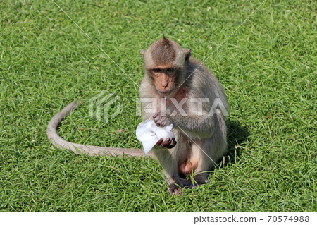 Crab-eating Macaque monkey sitting on the greensward and eating sweet water in plastic. Crab-eating Macaque monkey sitting on the greensward and eating sweet water in plastic. 70574988