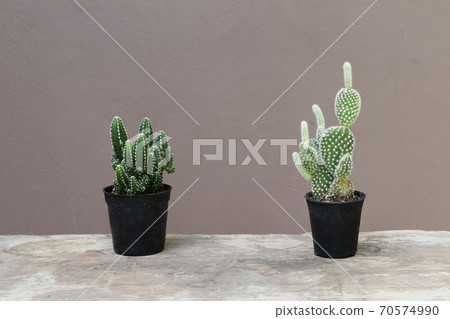 Two mini cactus in the black small pot on the wooden floor and brown background Two mini cactus in the black small pot on the wooden floor and brown background 70574990