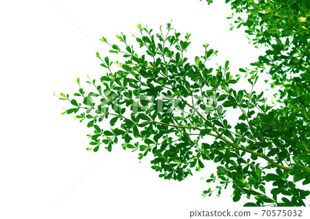 Green leaf and branch of Ivory Coast Almond tree, style and shape isolated on white background. Green leaf and branch of Ivory Coast Almond tree, style and shape isolated on white background. 70575032