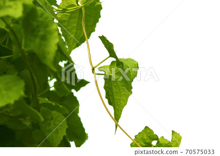 Green leaf of creeper tree style and shape isolated on white background. Green leaf of creeper tree style and shape isolated on white background. 70575033