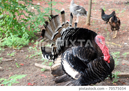 Turkey standing on the soil ground with the tree. 70575034