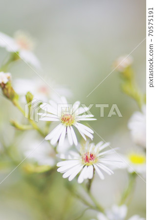 野雞花 70575191