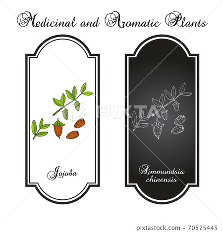 Jojoba Simmondsia chinensis botanical vector illustration 70575445