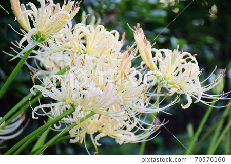 Mandarin white flower White mandarin white flower Petal cluster amaryllis White cluster amaryllis Mandarin white flower White mandarin white flower Petal cluster amaryllis White cluster amaryllis 70576160