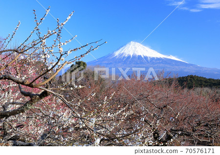 Superb view of early spring white plums and Mt. Fuji Iwamotoyama Park, Fuji City, Shizuoka Prefecture Superb view of early spring white plums and Mt. Fuji Iwamotoyama Park, Fuji City, Shizuoka Prefecture 70576171