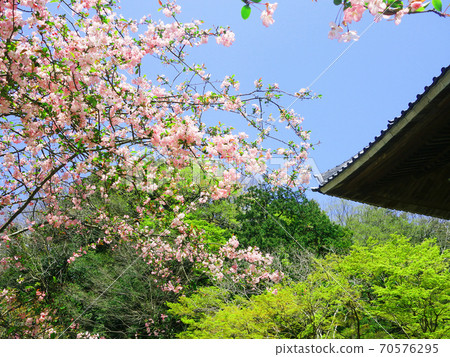 Sakura at Kaizoji, Kamakura 70576295
