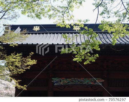 Cherry blossoms of Kaisoji Cherry blossoms of Kaisoji 70576297