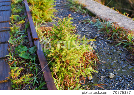 雪松幼木生長在無軌電車路邊的鐵路 照片素材 圖片 圖庫