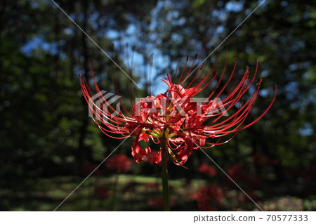 The cluster amaryllis blooming in the shade of a tree was beautiful in the sunlight through the trees. Late September 70577333