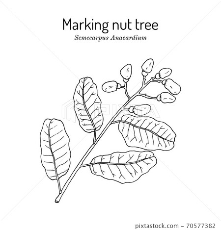 Marking nut tree Semecarpus anacardium , medicinal plant 70577382