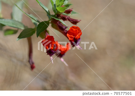 Kufair Purpurea 70577501