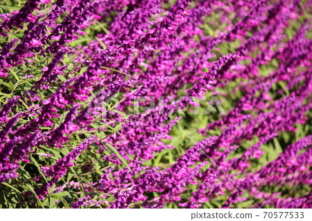 Ashikaga Flower Park with purple amethyst sage (9) 70577533