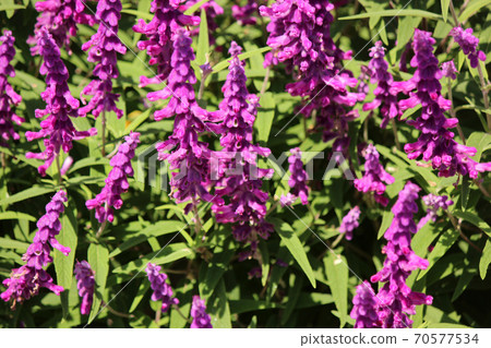 Unique flower shape of amethyst sage (6) 70577534