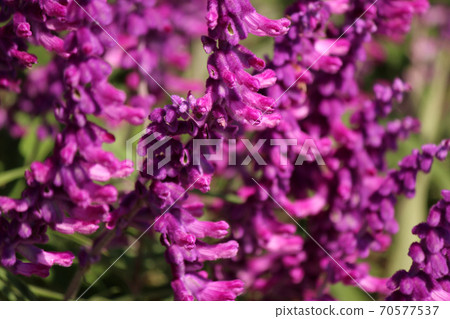 Unique flower shape of amethyst sage (7) Unique flower shape of amethyst sage (7) 70577537