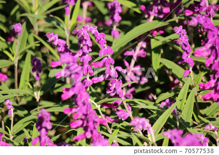 Amethyst sage at Ashikaga Flower Park in the autumn sun (9) Amethyst sage at Ashikaga Flower Park in the autumn sun (9) 70577538