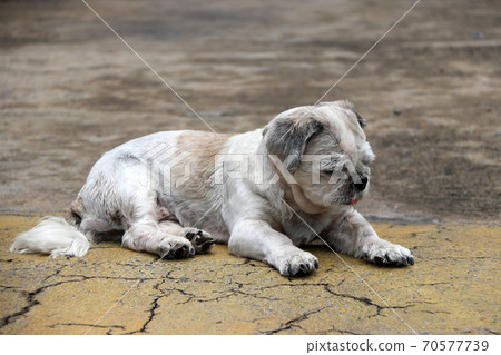 Shih Tzu dog short hair cut and laying down on the street floor. it is a dog of a breed with long Shih Tzu dog short hair cut and laying down on the street floor. it is a dog of a breed with long 70577739