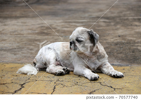 Shih Tzu dog short hair cut and laying down on the street floor. it is a dog of a breed with long Shih Tzu dog short hair cut and laying down on the street floor. it is a dog of a breed with long 70577740
