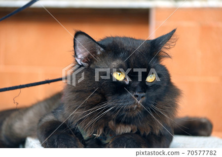 Black cat laying down with brown wall. 70577782