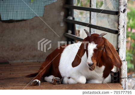 Brown and white color of goat laying down on the wooden stall. 70577795