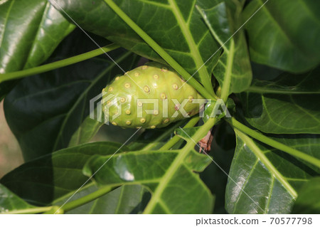 Noni fruit or Morinda citrifolia on the tree. 70577798