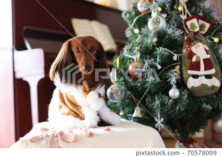 Dachshund enjoying Christmas Dachshund enjoying Christmas 70578009