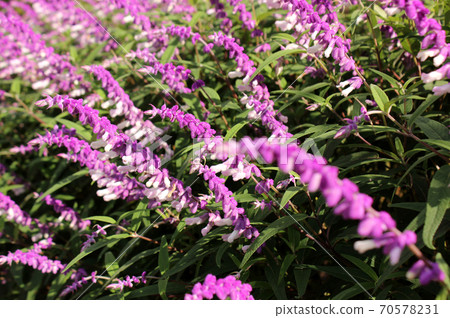 Two-colored amethyst sage in purple and white when Ashikaga is in full bloom at Flower Park (4) Two-colored amethyst sage in purple and white when Ashikaga is in full bloom at Flower Park (4) 70578231