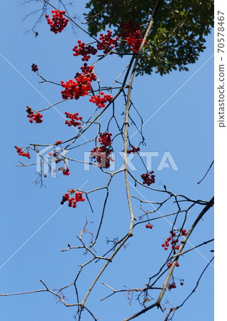 紅色樹堅果和藍天 70578467