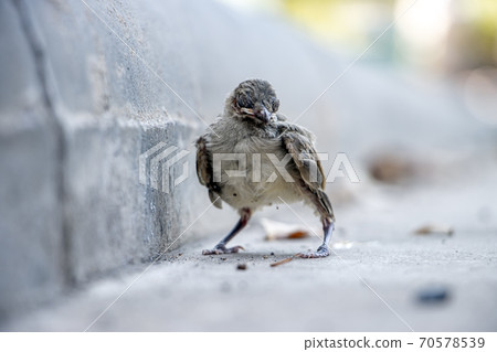 A small blind baby bird on the street. A newborn bird fell out of a nest on a tree on the road. 70578539