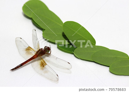 Dragonfly with green leaf and on the white background. Dragonfly with green leaf and on the white background. 70578683