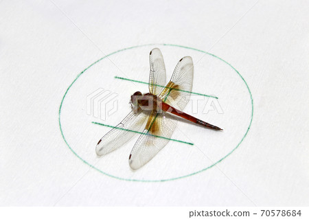 Dragonfly on the symbolic of helicopter parking on the white background.  70578684