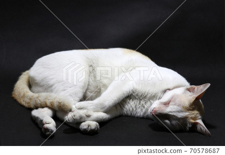 Sleeping curl cat in white and orange color on the black floor. Sleeping curl cat in white and orange color on the black floor. 70578687