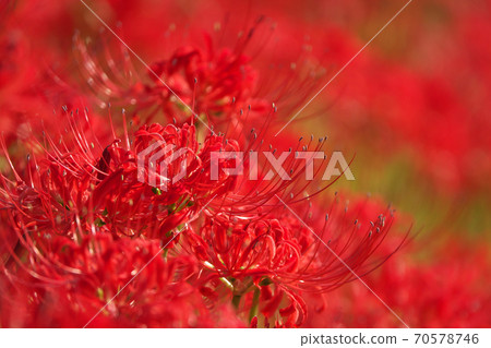 十月初拍攝的深紅色的Higanbana田地染成深紅色 70578746