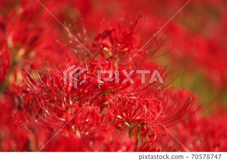 A cluster amaryllis field in full bloom that is dyed crimson in the sun, taken in early October A cluster amaryllis field in full bloom that is dyed crimson in the sun, taken in early October 70578747