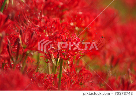 A cluster amaryllis field in full bloom that is dyed crimson in the sun, taken in early October A cluster amaryllis field in full bloom that is dyed crimson in the sun, taken in early October 70578748