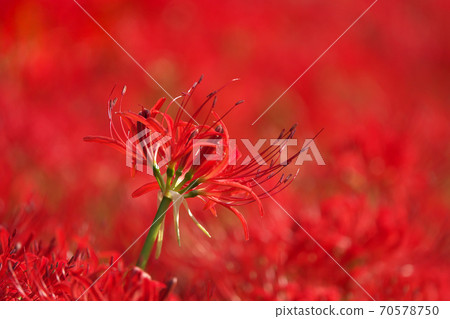 A cluster amaryllis field in full bloom that is dyed crimson in the sun, taken in early October A cluster amaryllis field in full bloom that is dyed crimson in the sun, taken in early October 70578750